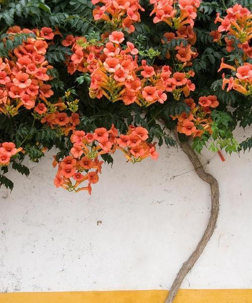母爱寓意的花指的是哪种花？花语中母爱的象征有哪些？