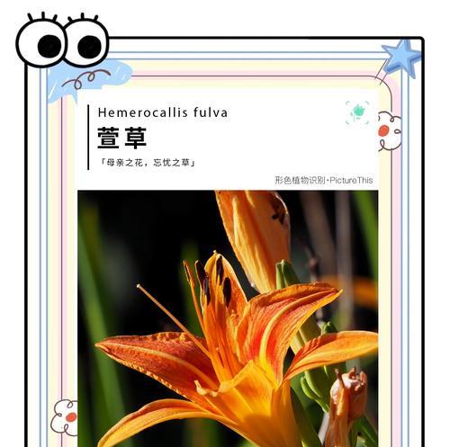 母爱寓意的花指的是哪种花？花语中母爱的象征有哪些？