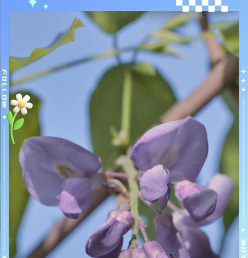 象征生命开始的餐巾花是什么花？餐巾花的含义和选择指南？