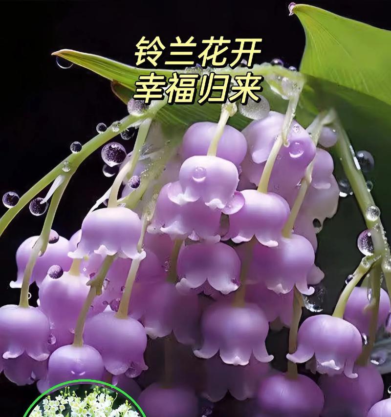寓意幸福降临的花是什么花？如何挑选代表幸福的花卉？