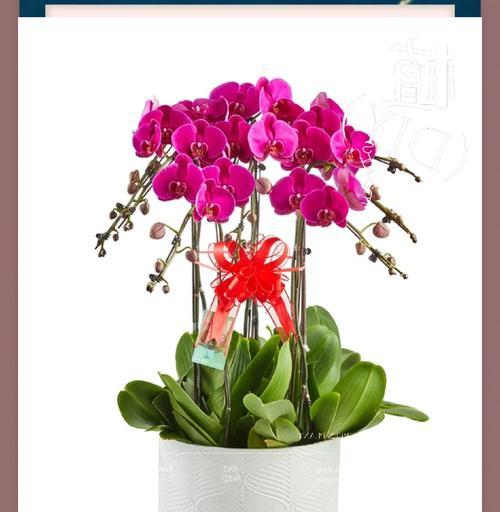 寓意幸福降临的花是什么花？如何挑选代表幸福的花卉？