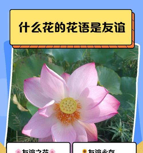 吉梗花语是什么？了解吉梗花的寓意和象征意义？