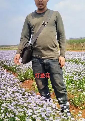 灯盏花的寓意与象征是什么？了解其背后的文化意义？