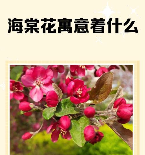 104朵花的寓意是什么意思？花语背后隐藏的深层含义是什么？