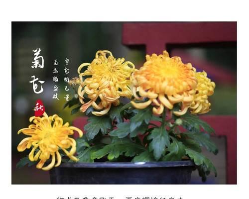 花菊花的寓意是什么意思？如何正确解读花菊花的象征意义？