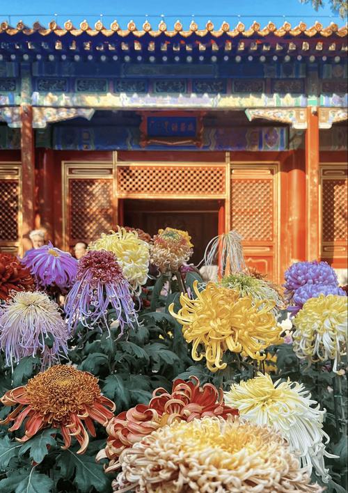 花菊花的寓意是什么意思？如何正确解读花菊花的象征意义？