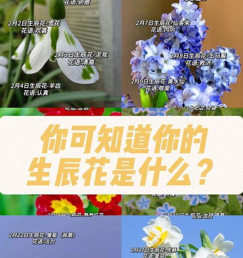 什么花代表自信？揭秘自信花语背后的含义？