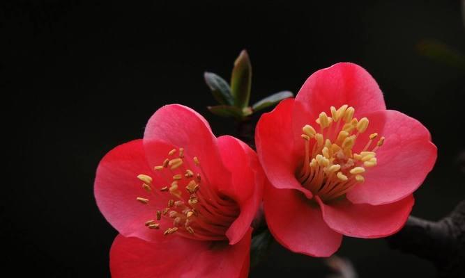 恶棍天使花语代表着什么含义？恶棍天使花象征着什么？