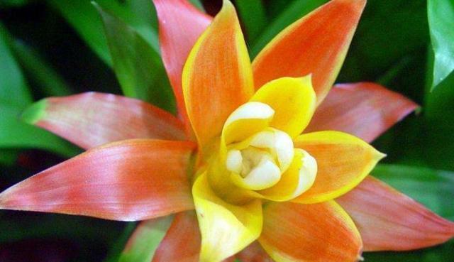 红花象征好运的花有哪些？它们各自代表什么含义？