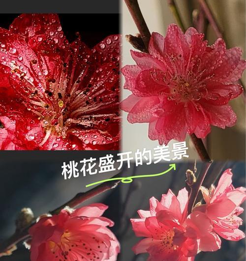 红花象征好运的花有哪些？它们各自代表什么含义？