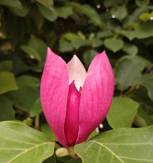 供桌上放什么样的花寓意好？如何选择合适的花卉？