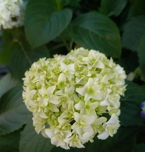 供桌上放什么样的花寓意好？如何选择合适的花卉？