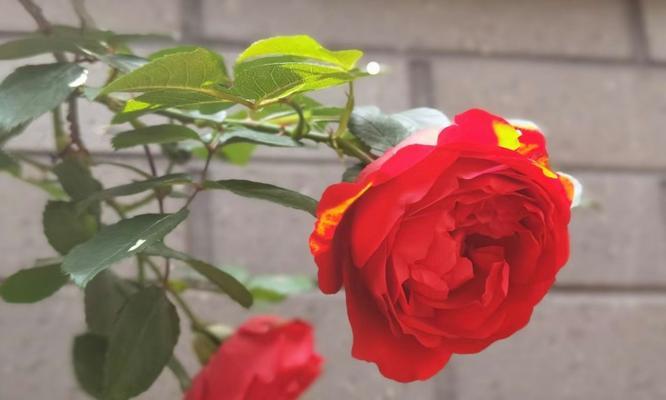 什么花代表多余？了解花语背后的含义是什么？