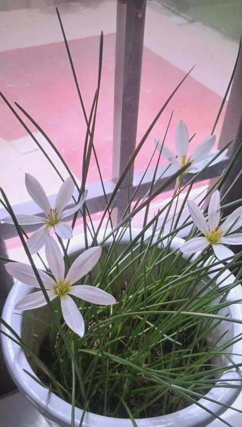 玉华玉花的寓意象征是什么？如何理解其文化含义？