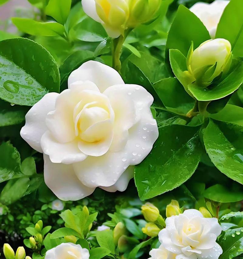 桅子花的花语是什么？如何用桅子花表达爱意？