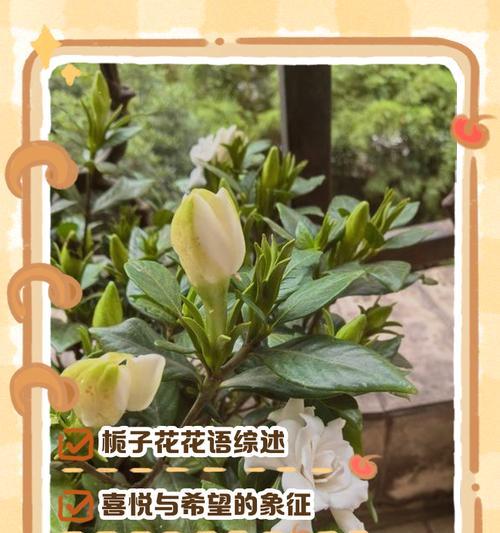 桅子花的花语是什么？如何用桅子花表达爱意？