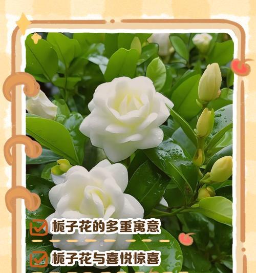 桅子花的花语是什么？如何用桅子花表达爱意？