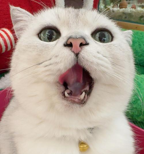猫咪的花语是什么意思？如何理解猫咪的花语含义？