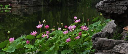 花韵情缘的寓意象征是什么？如何理解花语背后的情感表达？