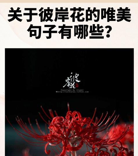 堤岸花的寓意是什么？花语背后隐藏着哪些秘密？