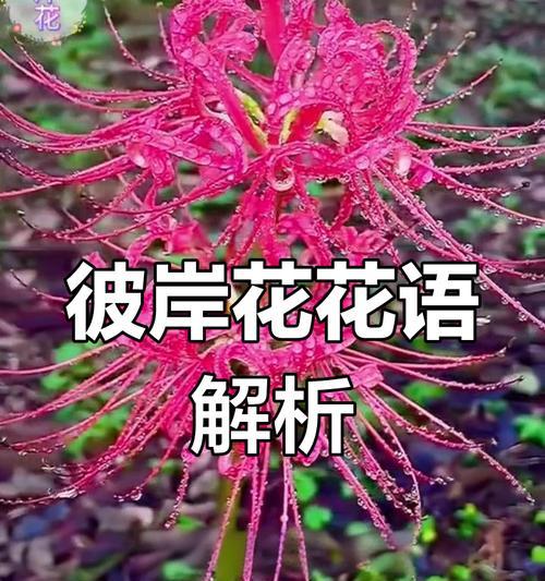 堤岸花的寓意是什么？花语背后隐藏着哪些秘密？