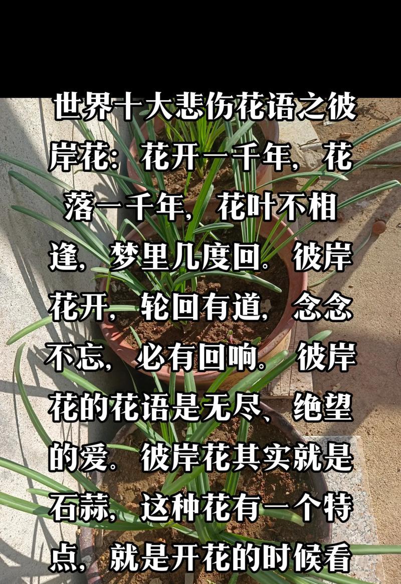 堤岸花的寓意是什么？花语背后隐藏着哪些秘密？
