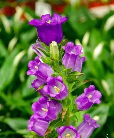 象征着爱情的永恒之花是什么花？这种花的花语有哪些含义？
