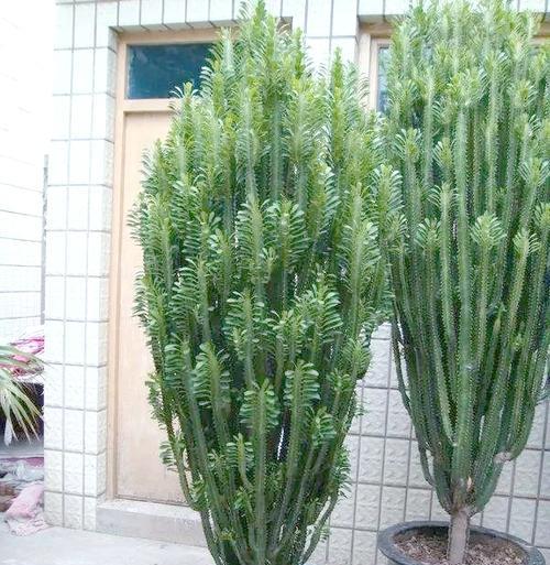 镇宅花的寓意和象征是什么？如何选择适合的镇宅花卉？