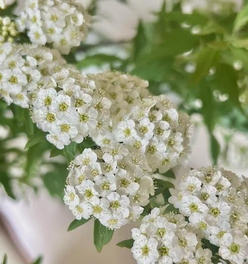 手球花的寓意和象征是什么？如何正确理解手球花的花语？