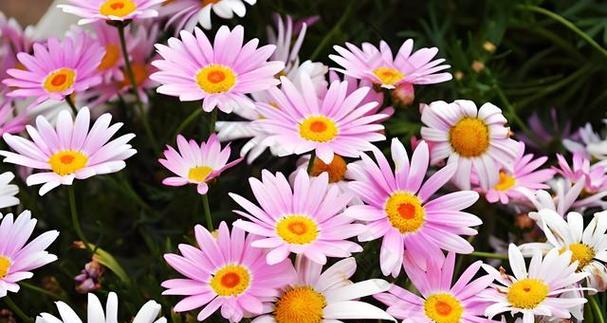 象征乐观温柔的花朵是什么花？这种花的花语有哪些含义？