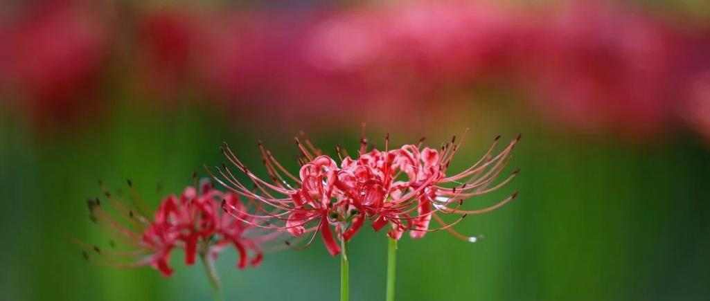 象征慰藉的花卉是什么花？哪种花最能抚慰心灵？