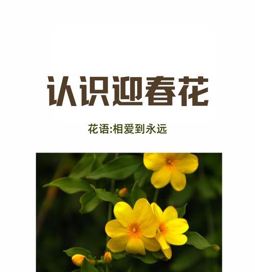 丁香灌木花语是什么？了解其象征意义及常见问题解答