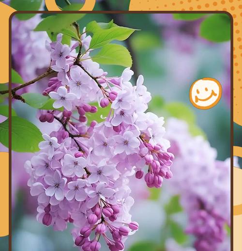 丁香灌木花语是什么？了解其象征意义及常见问题解答