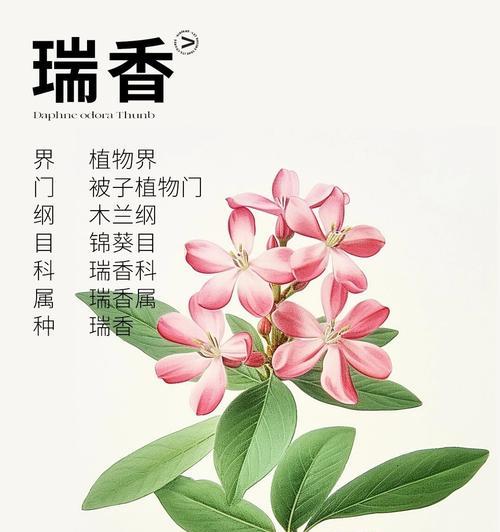 丁香灌木花语是什么？了解其象征意义及常见问题解答
