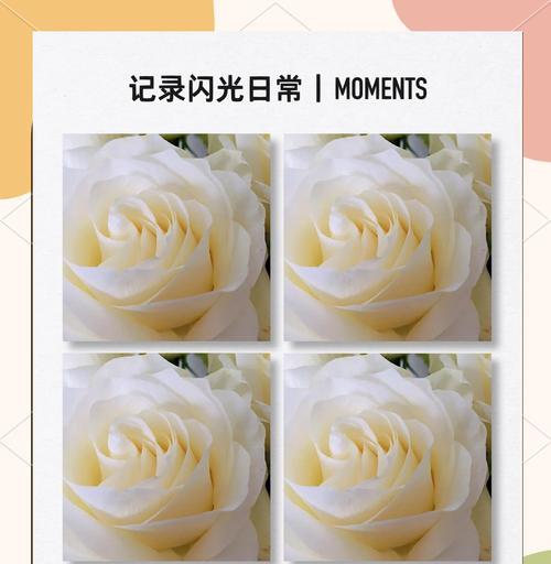 骄傲是什么花的花语？如何正确表达骄傲的情感？