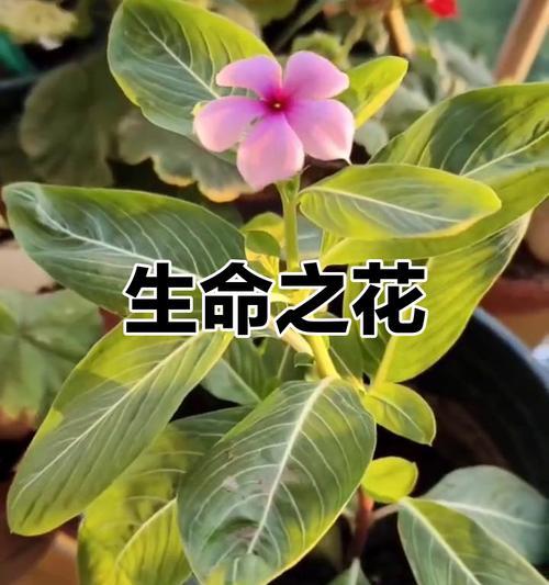 什么花象征大难不死的心情？如何用花卉表达坚韧不拔的精神？