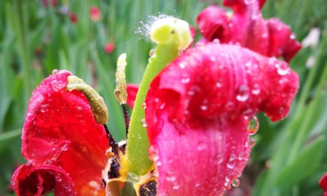 我的思路花语是什么？花语背后的含义和选择指南？