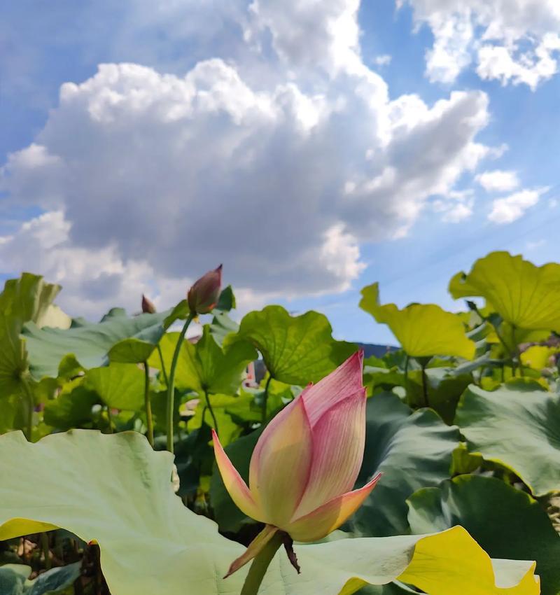 夏天开的花寓意象征是什么？常见夏季花卉的花语有哪些？