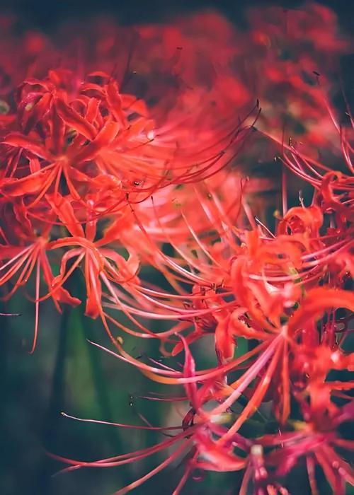 象征相思的耐寒花有哪些？它们的花语是什么？