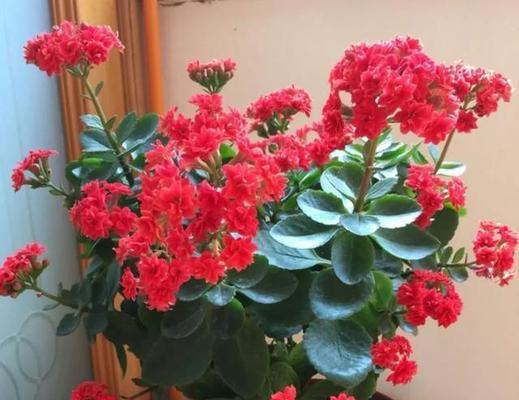 象征着平安健康的花束是什么花？如何挑选寓意吉祥的花卉？