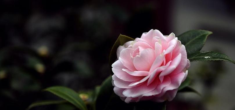 送老人象征健康的花朵是什么花？哪种花最能表达健康祝福？