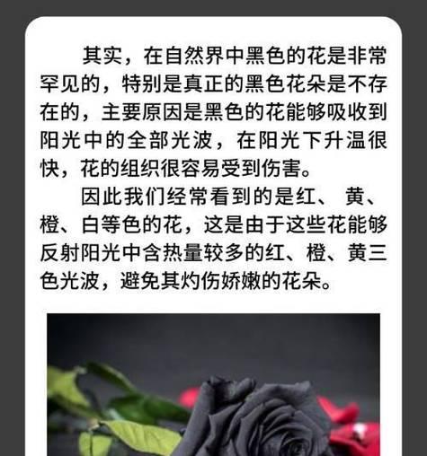 对象的花语是什么？如何通过花朵表达爱意？