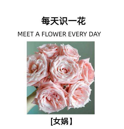 对象的花语是什么？如何通过花朵表达爱意？