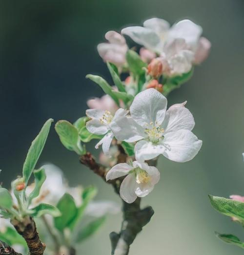 苹果花的寓意是什么？了解苹果花背后的文化含义？