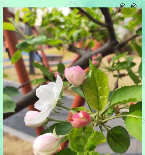 苹果花的寓意是什么？了解苹果花背后的文化含义？