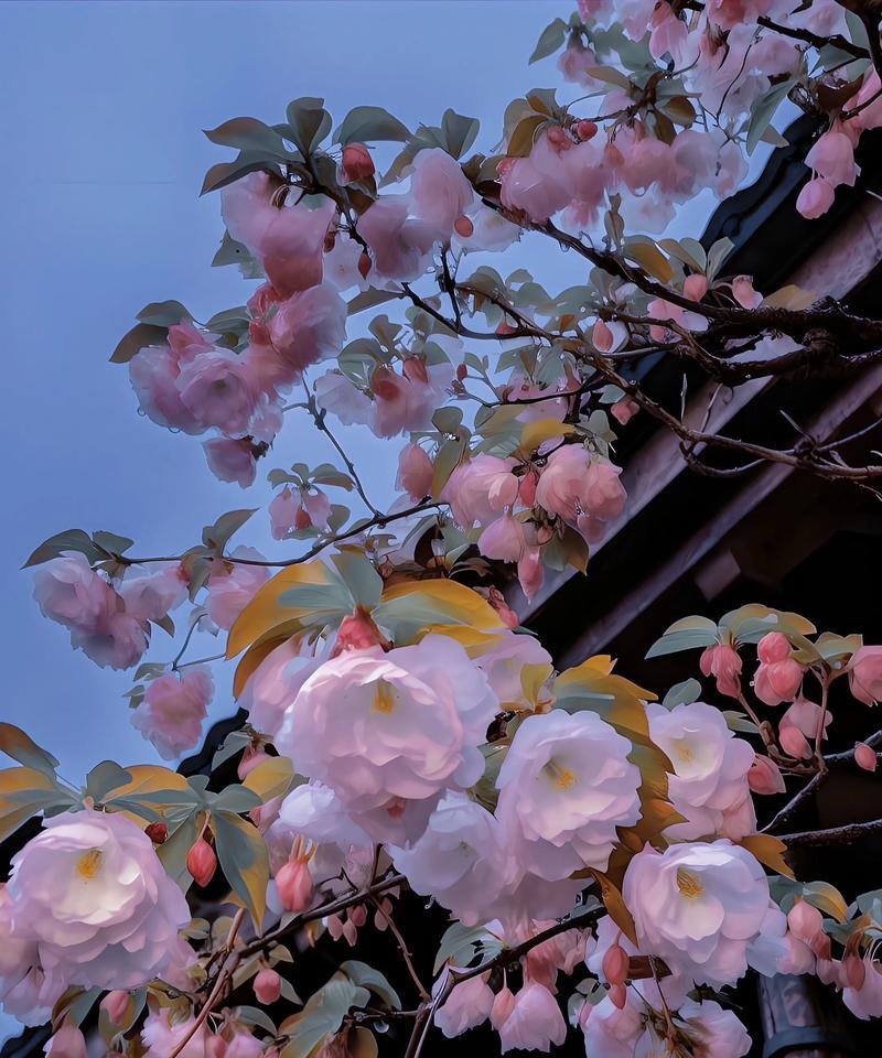 什么花代表我想你？花语中表达思念的花卉有哪些？
