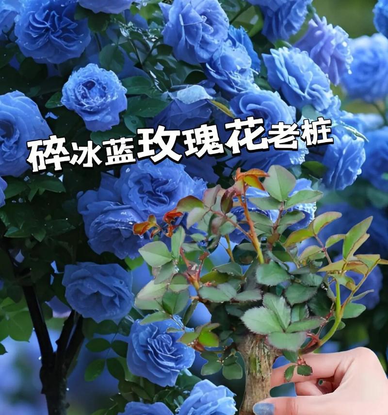 什么花代表我想你？花语中表达思念的花卉有哪些？