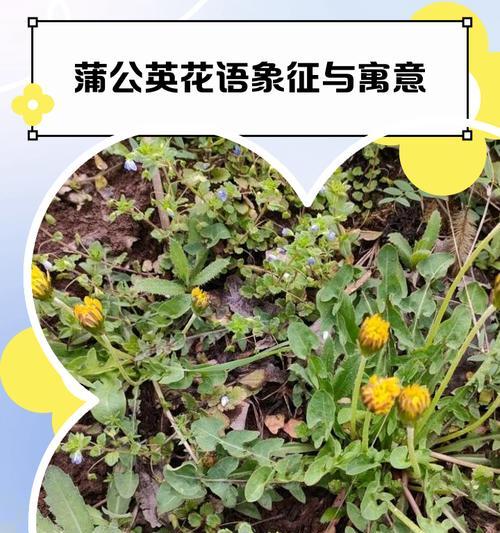 蒲公英花语是什么？它代表着哪些含义和象征？
