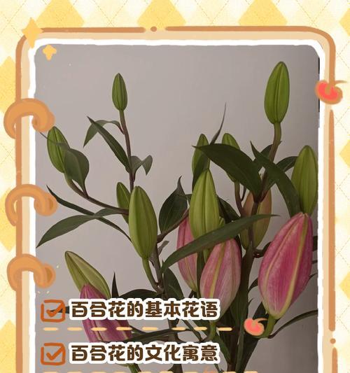 桃子花树的花语是什么？如何正确解读桃树的花语含义？