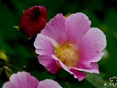 桃子花树的花语是什么？如何正确解读桃树的花语含义？
